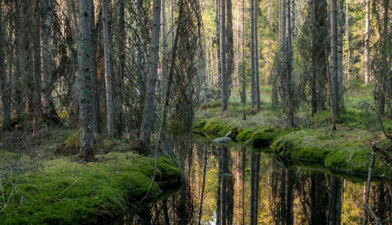 Metsäpuro kulkee sammaleisen kuusikon keskellä.